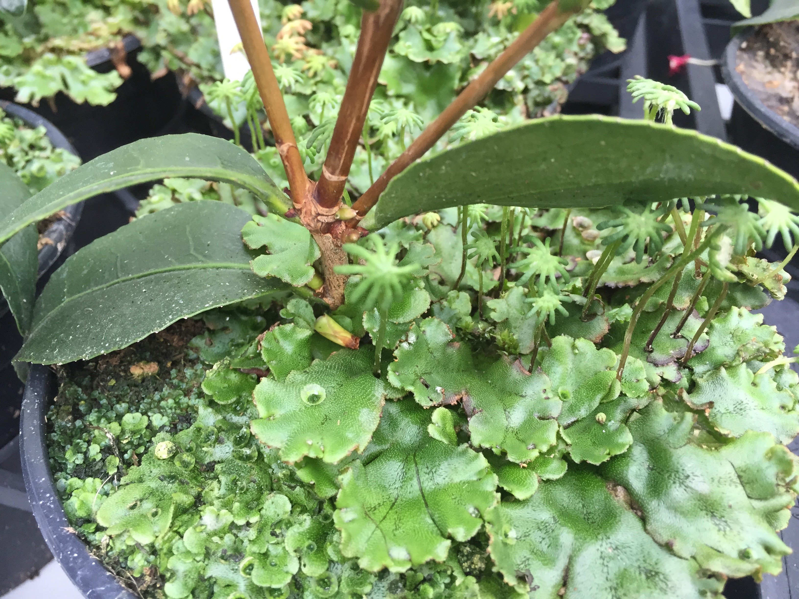 Natural algae and moss control with MossKade® from Soilwise Soilwise