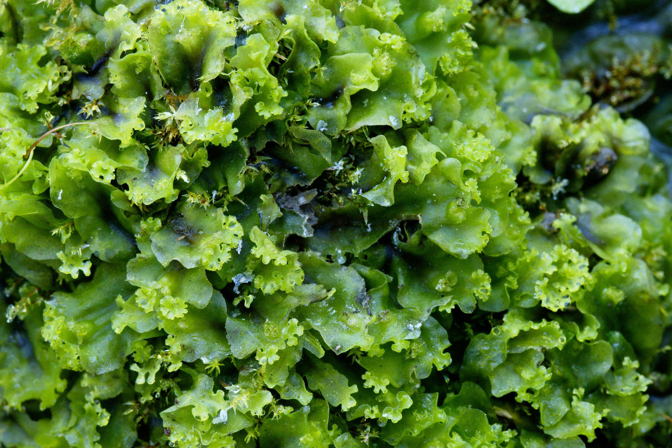 Natural algae and moss control with MossKade® from Soilwise Soilwise