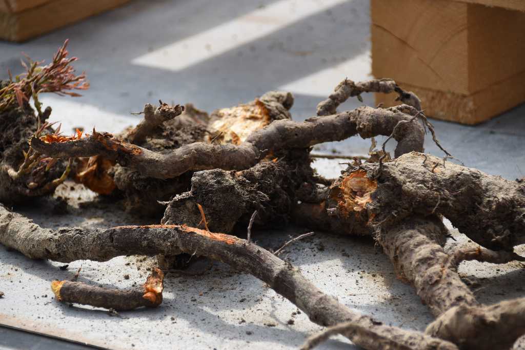 Japanese knotweed roots