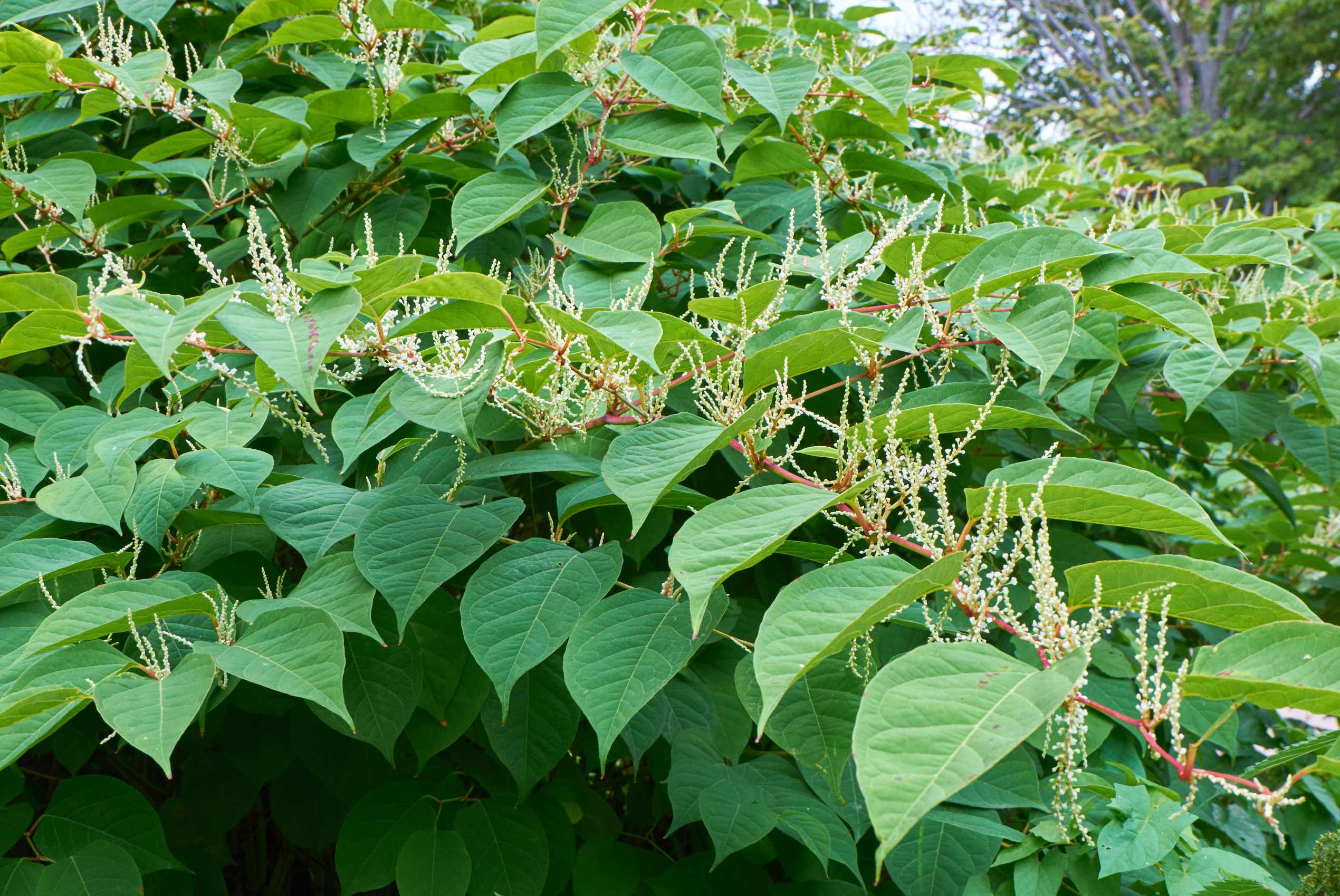 Japanese knotweed Roots Reset
