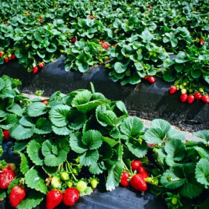 Soil Reset también es adecuado para el cultivo de fresas