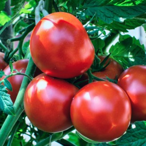 Bodem Resetten ook geschikt voor tomatenteelt en andere groenten