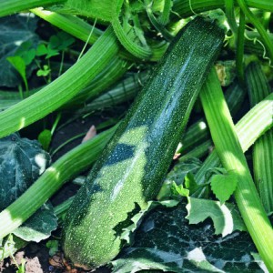 Soil Resetting also suitable for zucchini cultivation