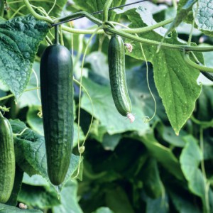 Soil Resetting is also suitable for cucumber cultivation
