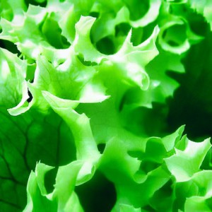 Soil Resetting also suitable for lettuce cultivation